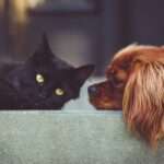 Tiernahrung für Hunde und Katzen