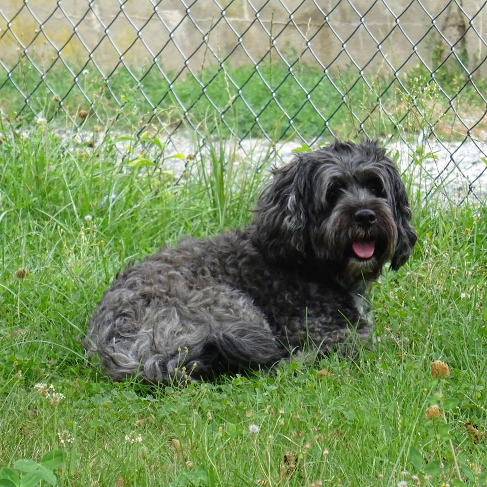 Unser Hund ( Lucky )